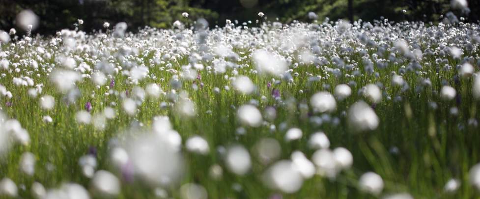 Randonnée vallée de Chamonix