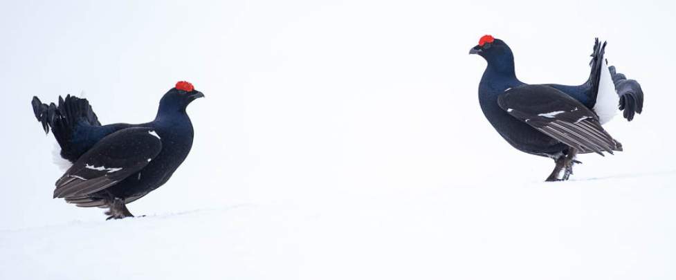 Tétras-lyre - CiedesguidesChamonix @ DanielRodrigues